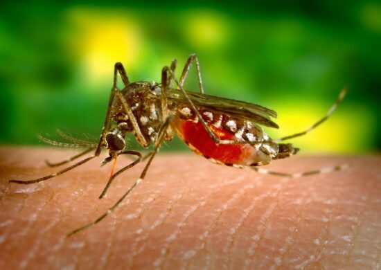 Mosquito Aedes aegypti, transmissor da dengue