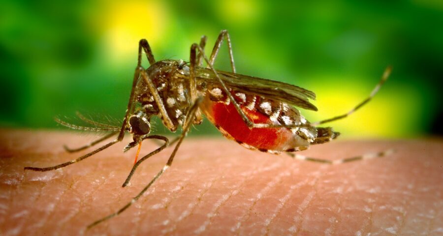 Mosquito Aedes aegypti, transmissor da dengue