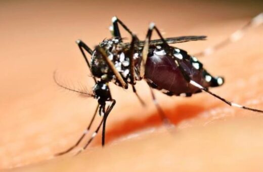 dengue brasil casos mortes-capa