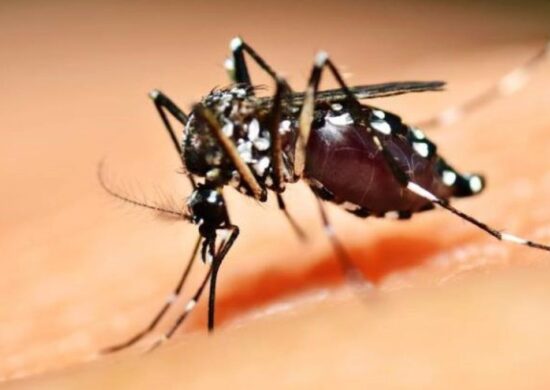 dengue brasil casos mortes-capa