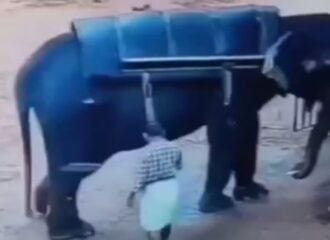 Elefante esmagou treinador que o agrediu. Imagem: Reprodução/X