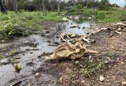 Gado morto em Roraima