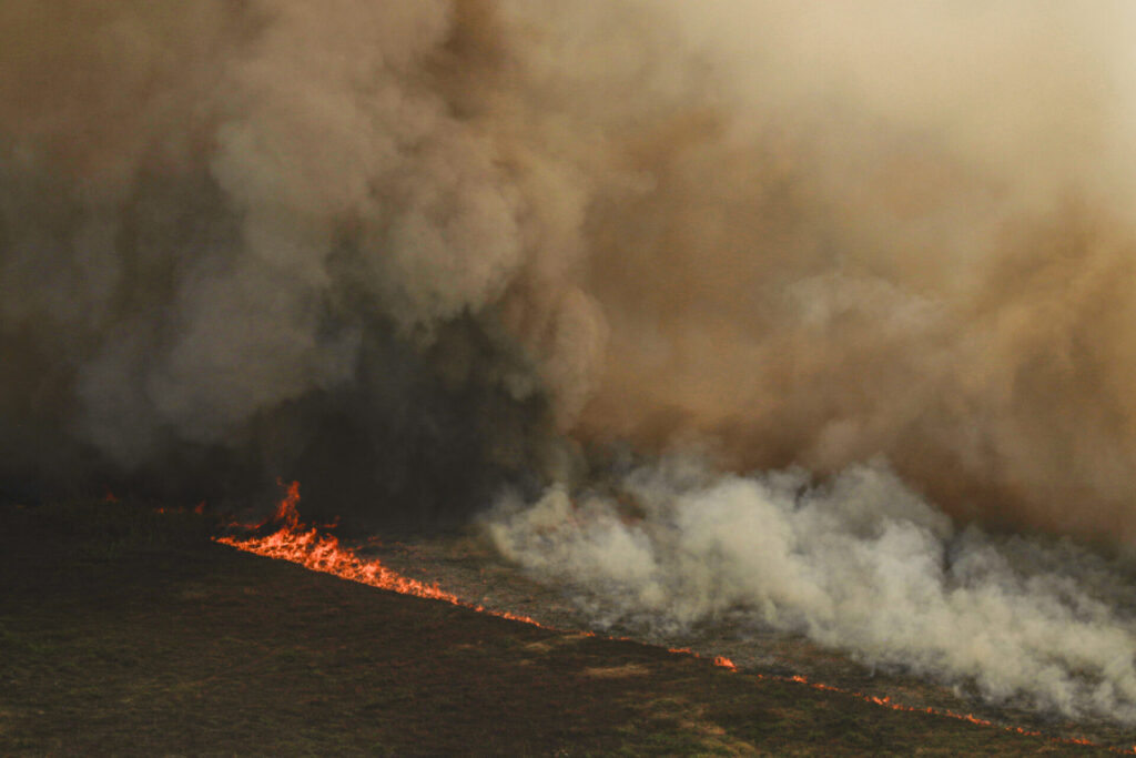 Incêndios florestais trazem consequências para a biodiversidade e para a população