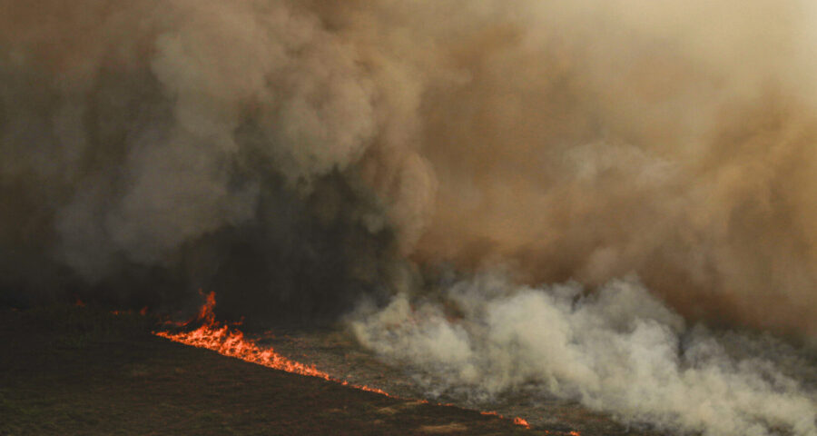 Incêndios florestais trazem consequências para a biodiversidade e para a população