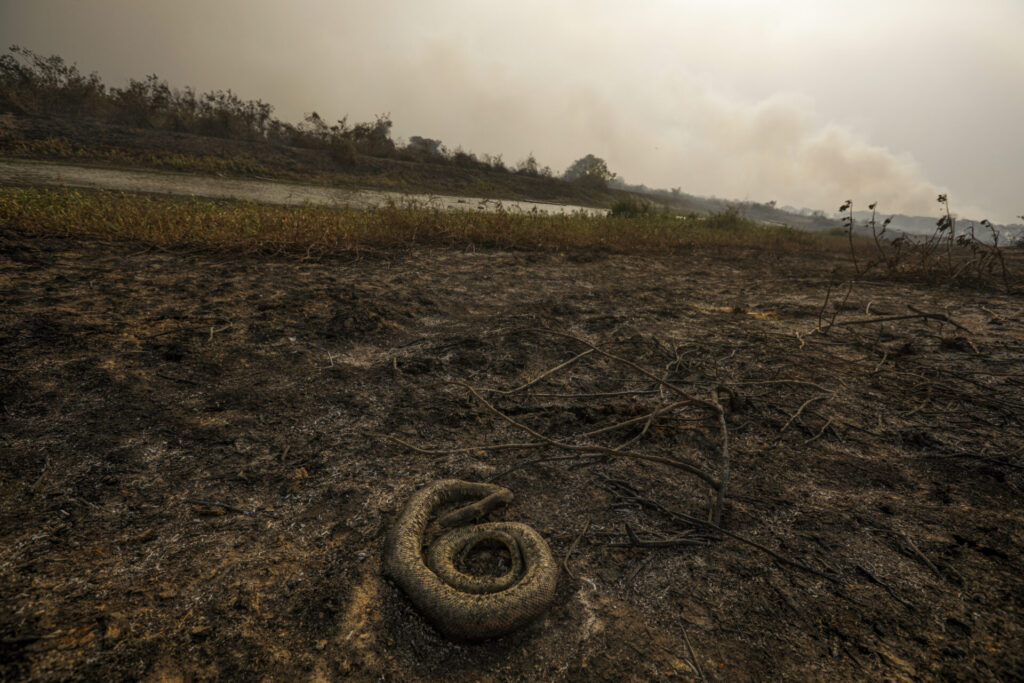 Incêndios devastam o Pantanal. Foto: Joédson Alves/Agência Brasil