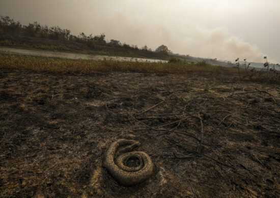Incêndios devastam o Pantanal. Foto: Joédson Alves/Agência Brasil