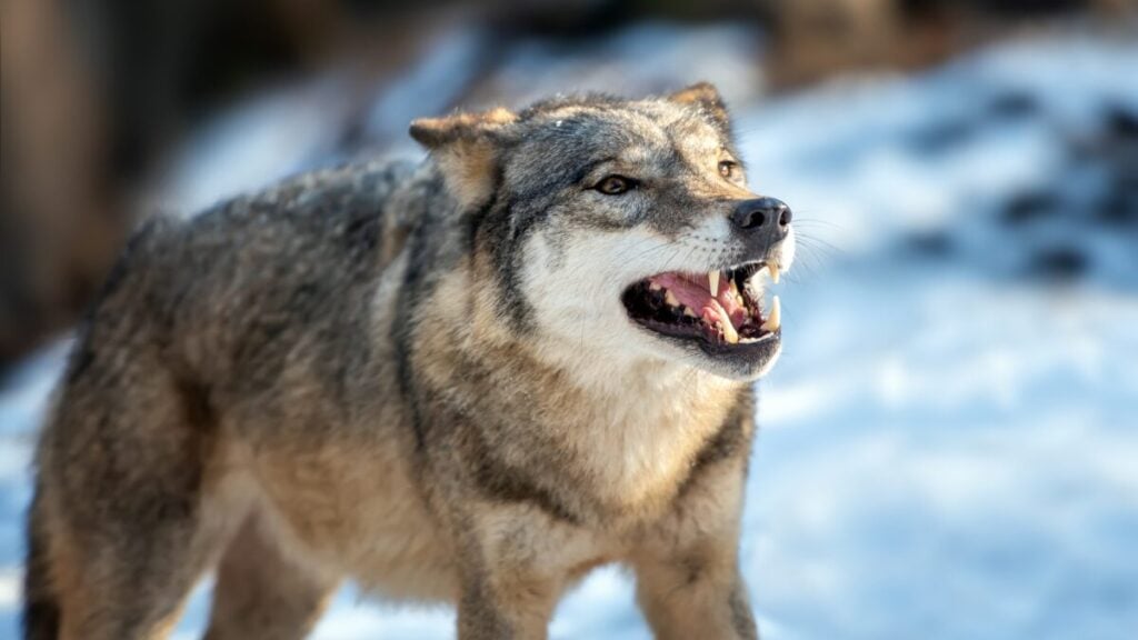 Lobo de 44 mil anos encontrado na Sibéria