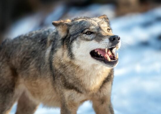 Lobo de 44 mil anos encontrado na Sibéria
