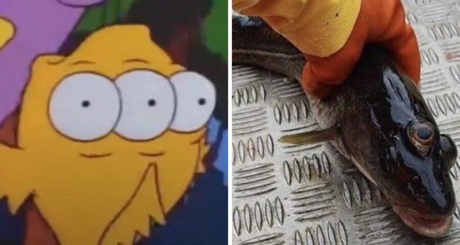 O peixe de três olhos apareceu em "Os Simpsons" - Foto: Reprodução/Redes Sociais