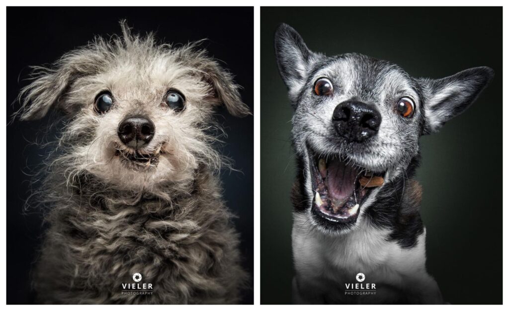 Ensaio com cães idosos tem repercutido no mundo - Foto: Reprodução/Instagram @vieler.photography