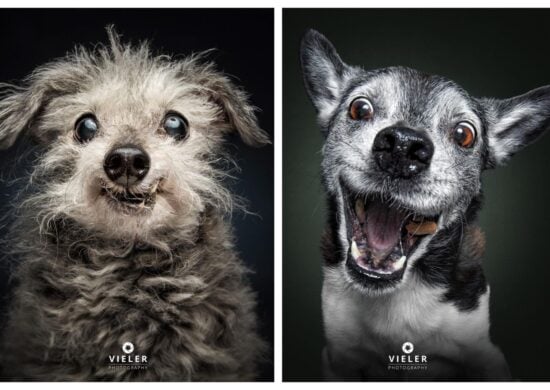 Ensaio com cães idosos tem repercutido no mundo - Foto: Reprodução/Instagram @vieler.photography