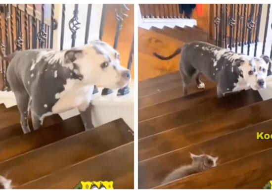 Cachorro com medo de gato na escada viraliza - Foto: Reprodução/Internet
