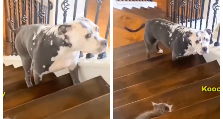 Cachorro com medo de gato na escada viraliza - Foto: Reprodução/Internet