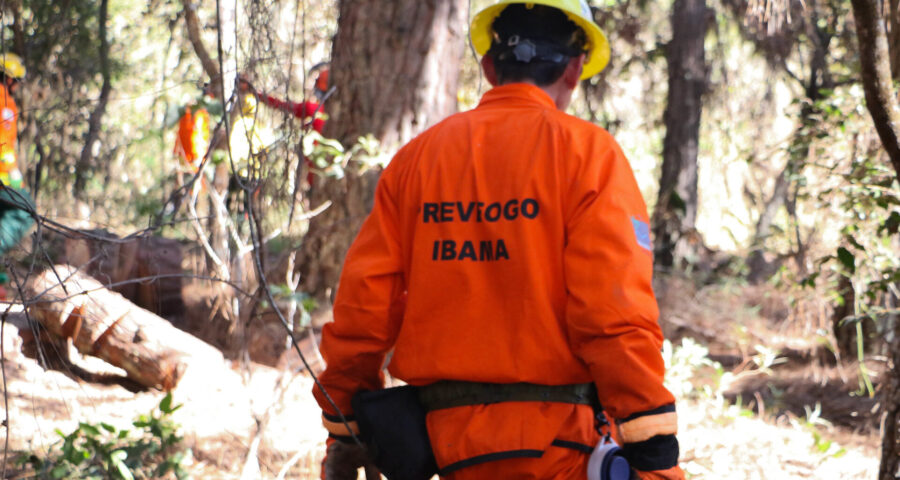 Os incêndios florestais quase quadruplicaram no primeiro semestre deste ano.