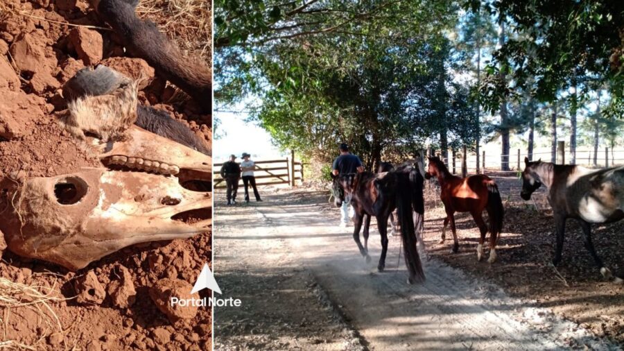 Animais vítimas de maus tratos são resgatados na zona rural, em Vilhena 