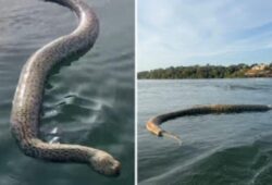 Cobra morta 'gigante' é flagrada em lago por comerciante