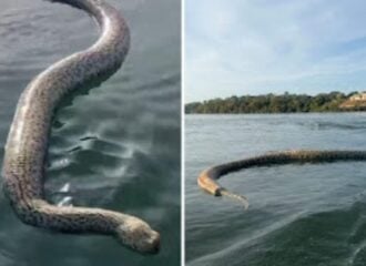 Cobra morta 'gigante' é flagrada em lago por comerciante