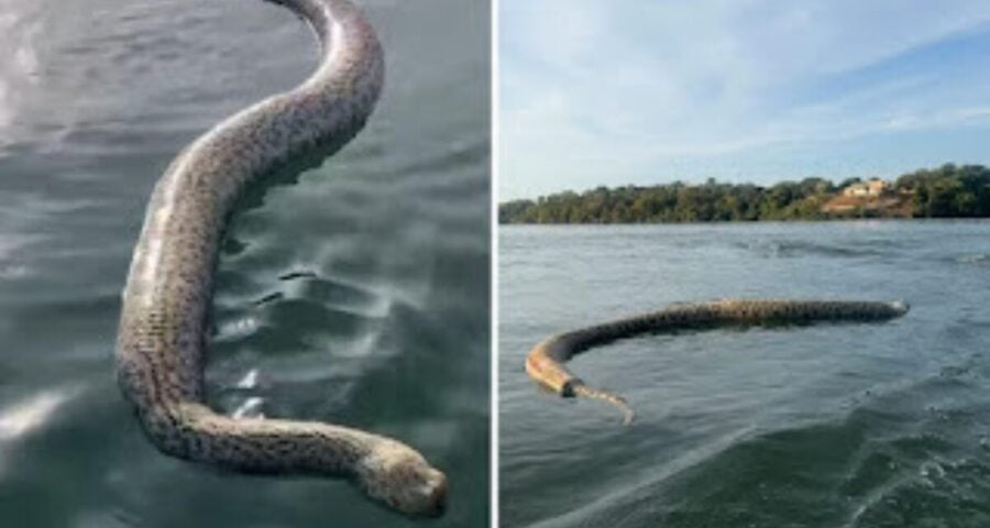 Cobra morta 'gigante' é flagrada em lago por comerciante