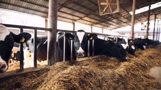 Conab aponta para recorde na produção de carne bovina