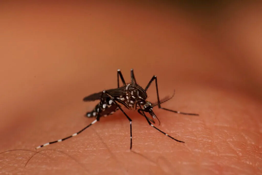 Lei que institui protocolos de enfrentamento a Dengue é sancionada.