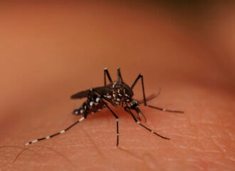 Lei que institui protocolos de enfrentamento a Dengue é sancionada.