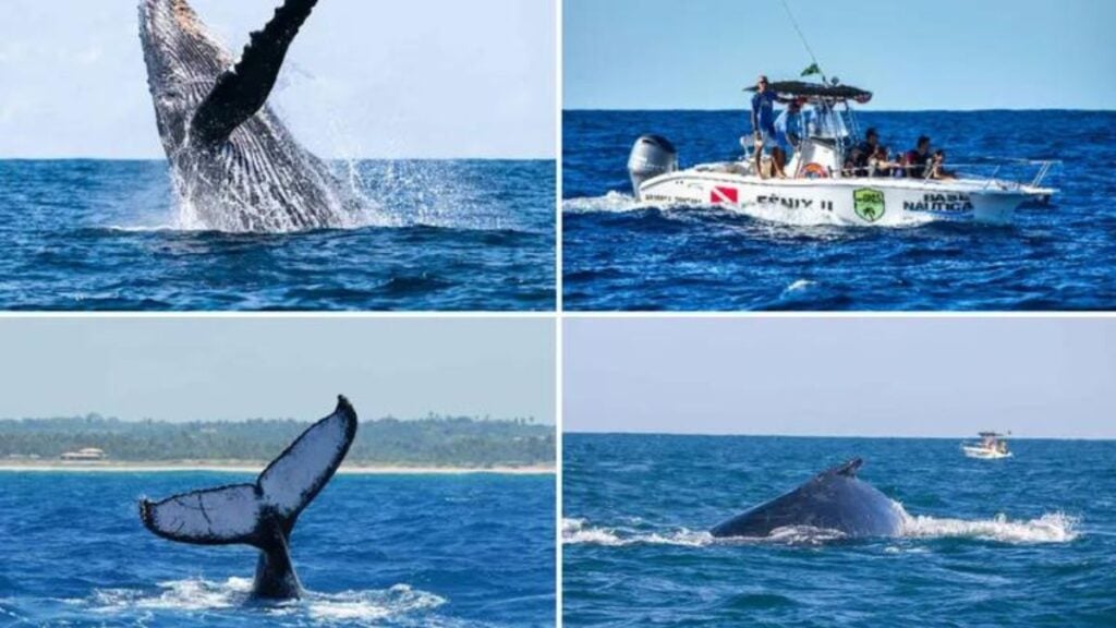 Temporada de observação de baleias começou e atrai turistas