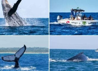 Temporada de observação de baleias começou e atrai turistas