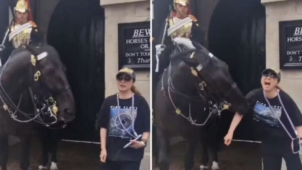 Turista leva baita mordida de cavalo da realeza britânica
