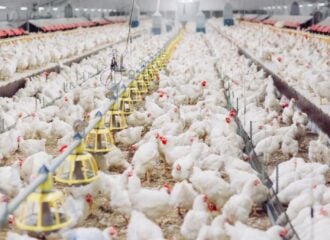 O governo federal suspendeu temporariamente a exportação de carne de aves para 44 países por causa da doença de Newcastle