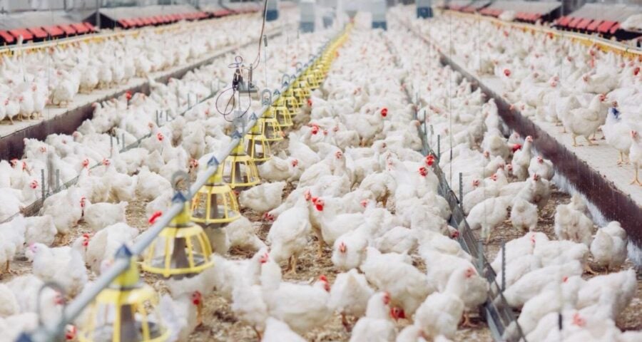 O governo federal suspendeu temporariamente a exportação de carne de aves para 44 países por causa da doença de Newcastle