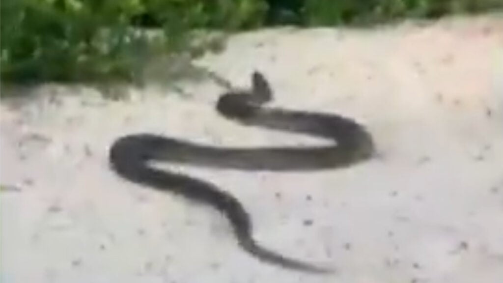 Cobra sucuri em praia no Pará - Foto: Reprodução