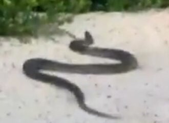 Cobra sucuri em praia no Pará - Foto: Reprodução