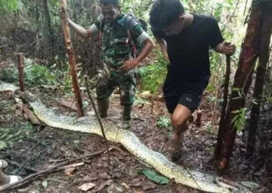 mulher cobra píton-capa