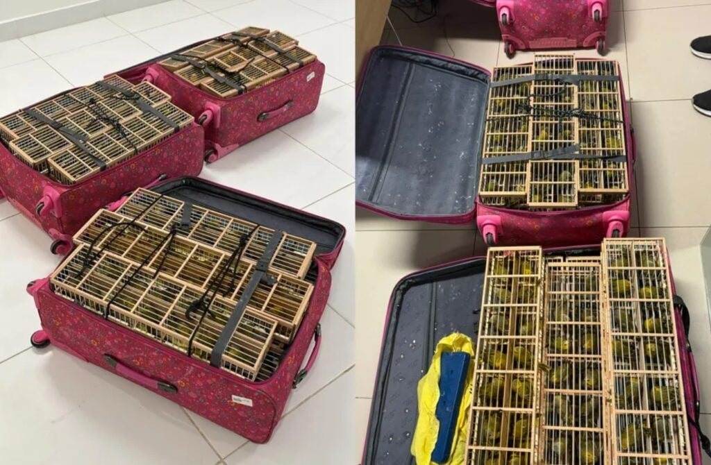 400 aves estavam trancadas dentro de três malas — Foto: Divulgação/PF