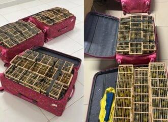 400 aves estavam trancadas dentro de três malas — Foto: Divulgação/PF