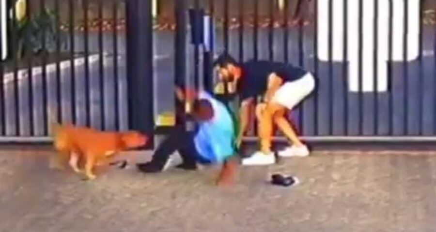 Pitbull atacou 5 pessoas em festa infantil - Foto: Reprodução/Redes Sociais