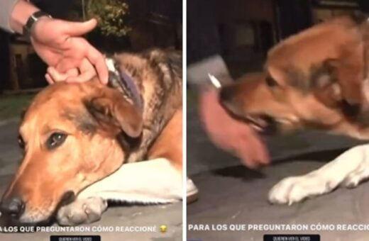 Cachorro atacou repórter - Foto: Reprodução/TV