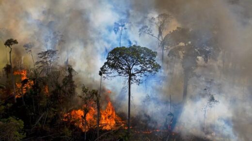 queimadas amazonas-capa