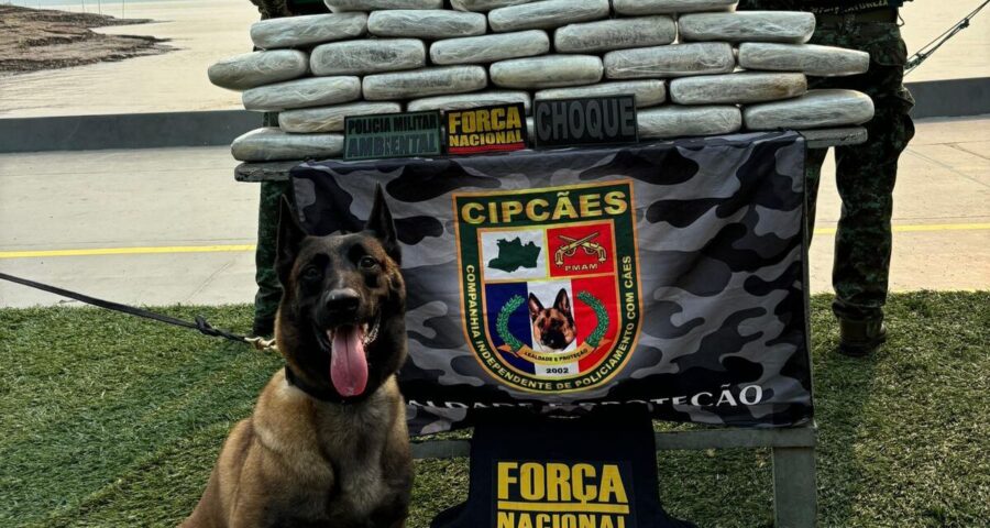 Cadela faz parte da equipe de operação da Polícia Militar do Amazonas - Foto: Divulgação/PMAM