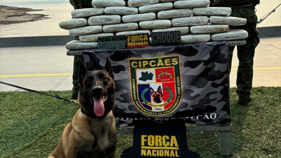 Cadela faz parte da equipe de operação da Polícia Militar do Amazonas - Foto: Divulgação/PMAM