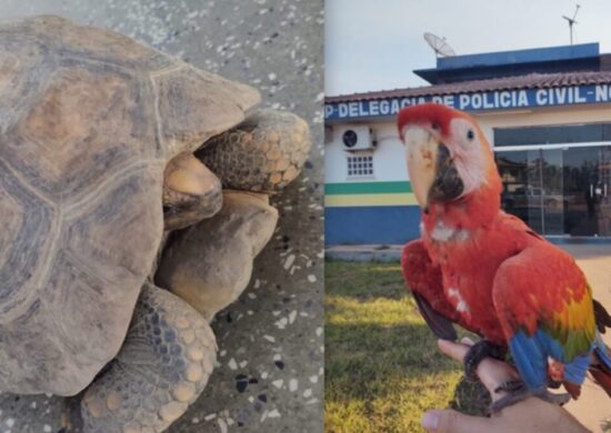 Mãe e filha vão responder por tráfico e crime ambiental - Foto: Divulgação/PCAM