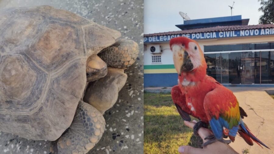 Mãe e filha vão responder por tráfico e crime ambiental - Foto: Divulgação/PCAM