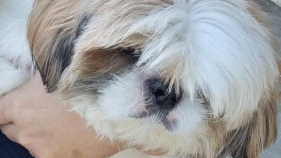 Cachorro Shih Tzu foi devolvido para a dona - Foto: Divulgação/PCAM