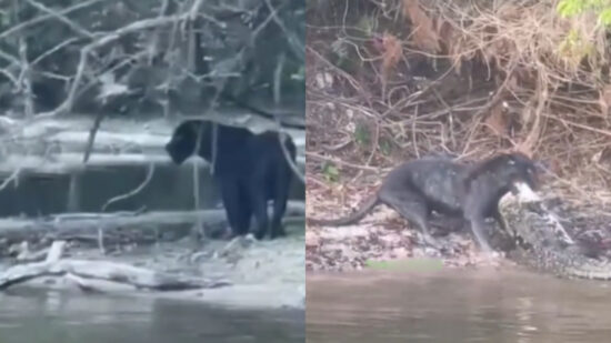 Em raro momento, uma onça preta é vista atacando um jacaré-açu. Foto: Reprodução TikTok