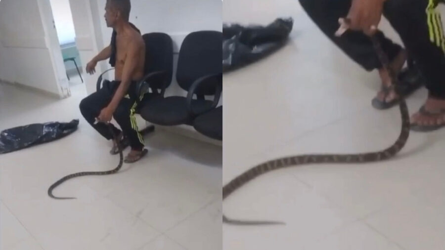 Vídeo mostra paciente segurando a cobra em UPA de SP. Foto: Reprodução Internet