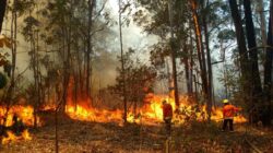 Fogo atinge a Flona, em Brasília — Foto: TV Globo/Reprodução