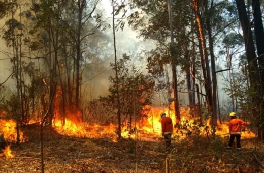 Fogo atinge a Flona, em Brasília — Foto: TV Globo/Reprodução