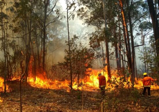 Fogo atinge a Flona, em Brasília — Foto: TV Globo/Reprodução