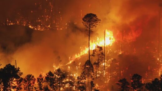 Fogo atinge a Flona, em Brasília — Foto: Reprodução