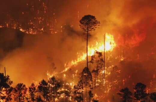 Fogo atinge a Flona, em Brasília — Foto: Reprodução